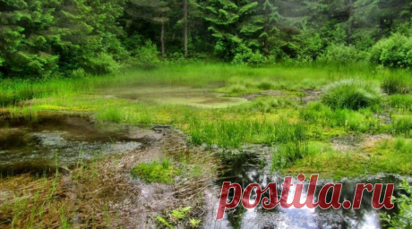 ПОРЯДОК ПРЕОДОЛЕНИЯ БОЛОТА И КАК ИЗ НЕГО ВЫЛЕЗТИ