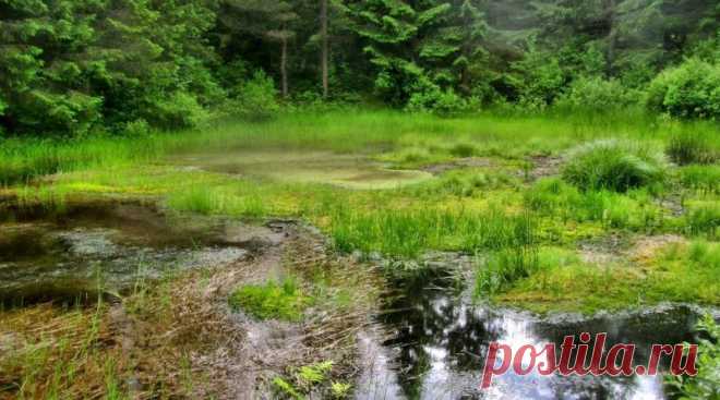 ПОРЯДОК ПРЕОДОЛЕНИЯ БОЛОТА И КАК ИЗ НЕГО ВЫЛЕЗТИ