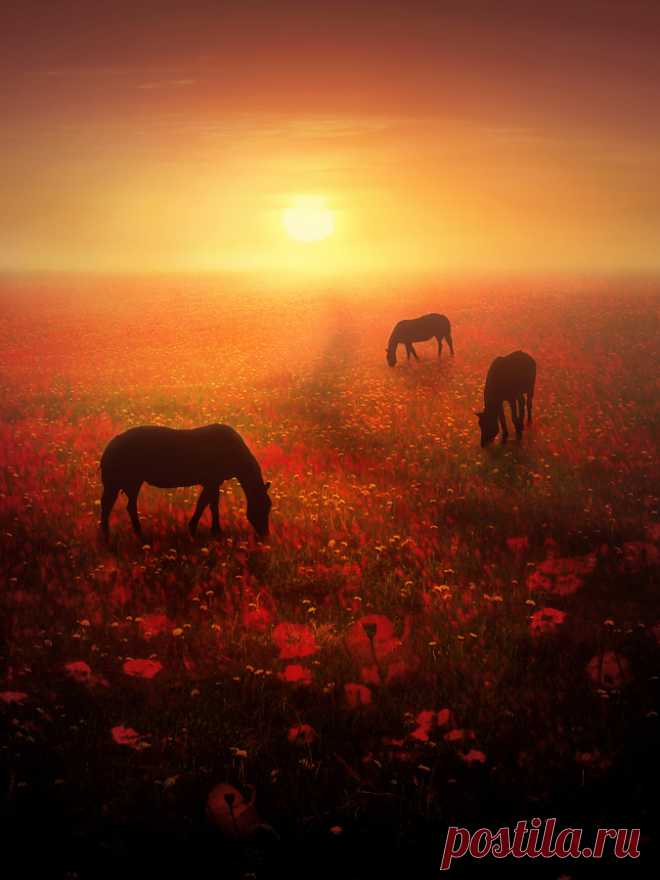 Void Whisper — drxgonfly: Field of Dreams (by Jenny Woodward)