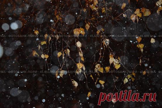 Full frame shot of wet frozen leaves in winter night Стоковое фото, фотограф Ilaronsia / Фотобанк Лори