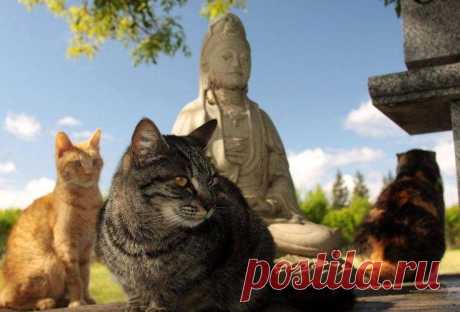 17 котов - настоящих буддистов / Питомцы