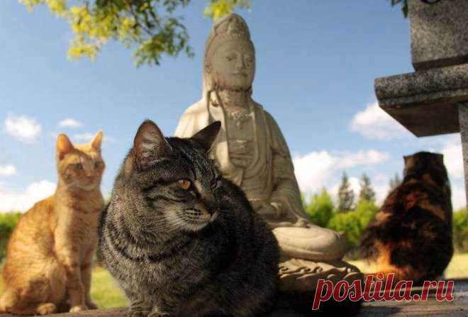 17 котов - настоящих буддистов / Питомцы