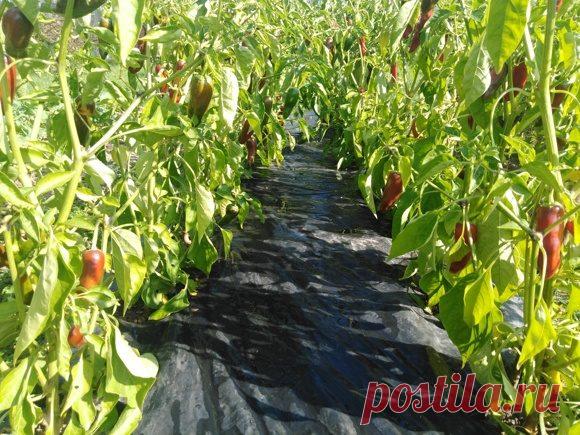 Мульчирующая пленка от производителя.