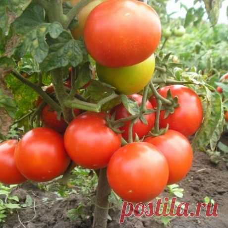 Томатные задачки