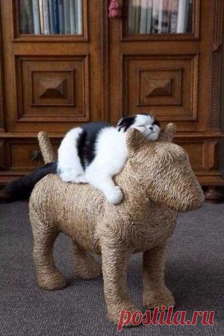 Кот и его когтеточка)