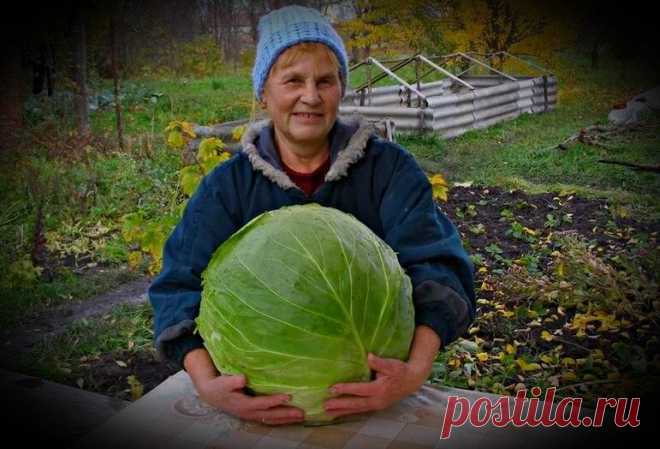 После высадки рассады капусты обрабатываю ее 
