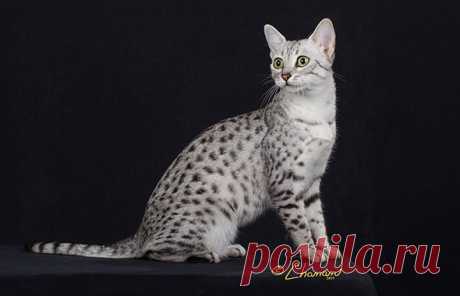 Egyptian Mau - The Cat Fanciers' Association