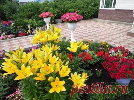 С ТАКИМИ ПОДКОРМКАМИ ВАШИ ЦВЕТЫ БУДУТ РАСТИ, КАК НА
ДРОЖЖАХ  
Сохрани шпаргалку, поделись с друзьями! 

Оказывается, цветы могут расти как на дрожжах и для этого всего навсего Вам следует сделать подкормки для них. А вот как их делать, всё в подробностях Вы сможете узнать в материале ниже. Очень интересный материал для любителей цветоводов. Может многие этот способ и знают, но я слышала о нём раньше, а вот пропорции мне были не известны. Итак, что и как делать, знакомьтесь...