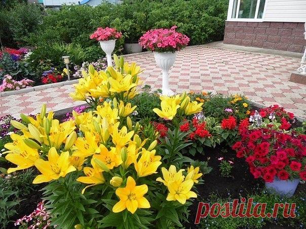 С ТАКИМИ ПОДКОРМКАМИ ВАШИ ЦВЕТЫ БУДУТ РАСТИ, КАК НА
ДРОЖЖАХ  
Сохрани шпаргалку, поделись с друзьями! 

Оказывается, цветы могут расти как на дрожжах и для этого всего навсего Вам следует сделать подкормки для них. А вот как их делать, всё в подробностях Вы сможете узнать в материале ниже. Очень интересный материал для любителей цветоводов. Может многие этот способ и знают, но я слышала о нём раньше, а вот пропорции мне были не известны. Итак, что и как делать, знакомьтесь...