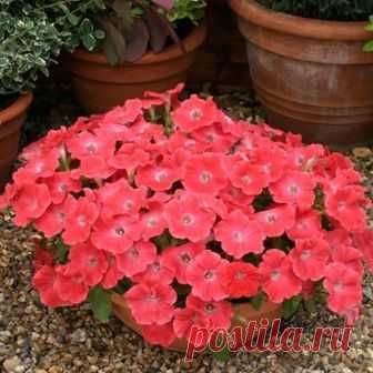 Петуния ампельная сорта фото и названия