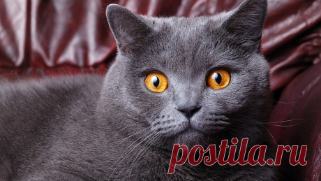 🐱В каком возрасте рекомендуется кастрировать кота и стерилизовать кошку | Нос, хвост, лапы | Дзен