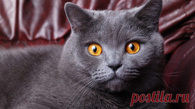 🐱В каком возрасте рекомендуется кастрировать кота и стерилизовать кошку | Нос, хвост, лапы | Дзен