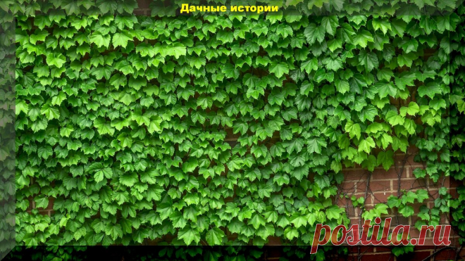 Доступные и распространенные. Быстрорастущие вьющиеся растения для живой изгороди | Дачные истории | Яндекс Дзен