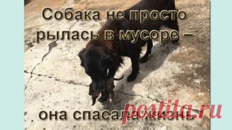 Собака спасла жизнь щенку