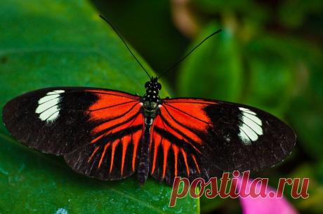 Heliconius melpomene

Бабочка распространена на обширном пространстве от Мексики до Бразилии. Обитает во влажных лесах, летает по перелескам, но избегает солнечных мест