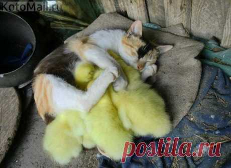 Ну и что, что не котята! Главное, что дети!