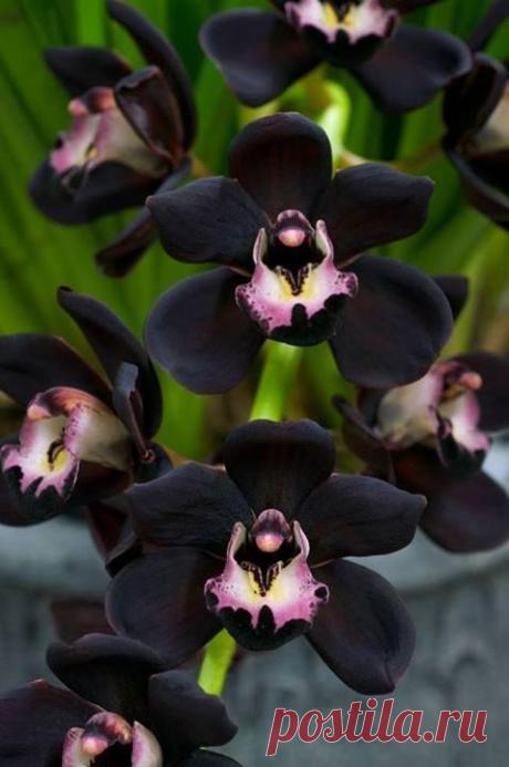 Pinterest