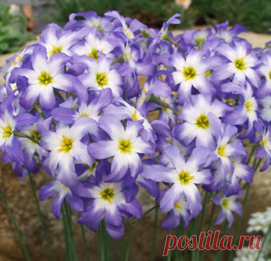 Левкокорина