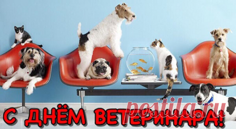 Дорогой ветеринар —
Для животных просто дар,
Всех излечит и привьет,
И никто не пропадет!