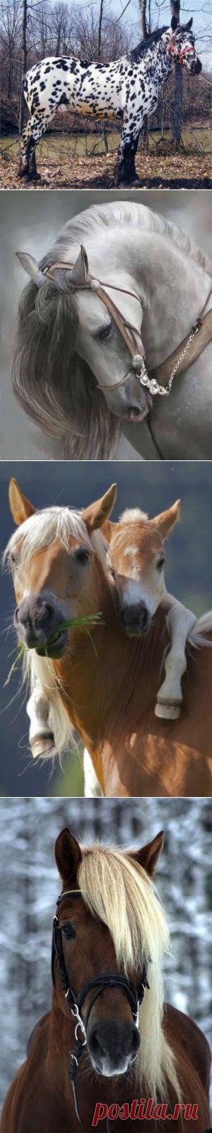 Horses & More Horses ЛОШАДИ