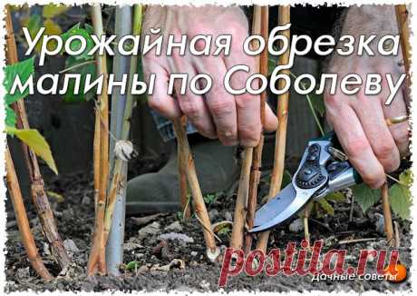 Урожайная обрезка малины по Соболеву | OK.RU