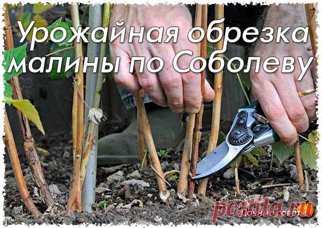 Урожайная обрезка малины по Соболеву | OK.RU
