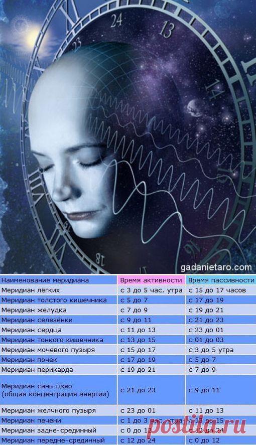 СУТОЧНАЯ АКТИВНОСТЬ ВНУТРЕННИХ ОРГАНОВ ЧЕЛОВЕКА. | Познавательный сайт ,,1000 мелочей"