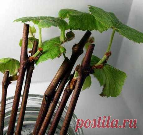 Мёд - стимулятор жизни саженцев