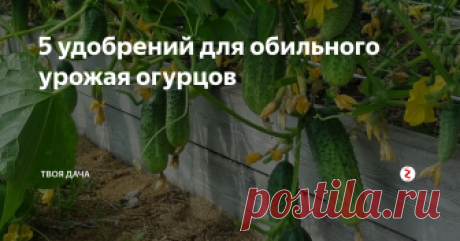 5 удобрений для обильного урожая огурцов Чтобы получать стабильно большие урожаи, нужно знать, чем их подкармливать на каждом этапе развития. Один из самых главных, пожалуй, секретов огородоведения – регулярность, только соблюдая это правило можно добиться удвоения зеленцов. Так же нужно помнить их любовь к воде, и не давать пересыхать вообще.
- зола. Она самая первая, ее кладем как в лунку, так и делаем легкий настой, приливаем ею при в