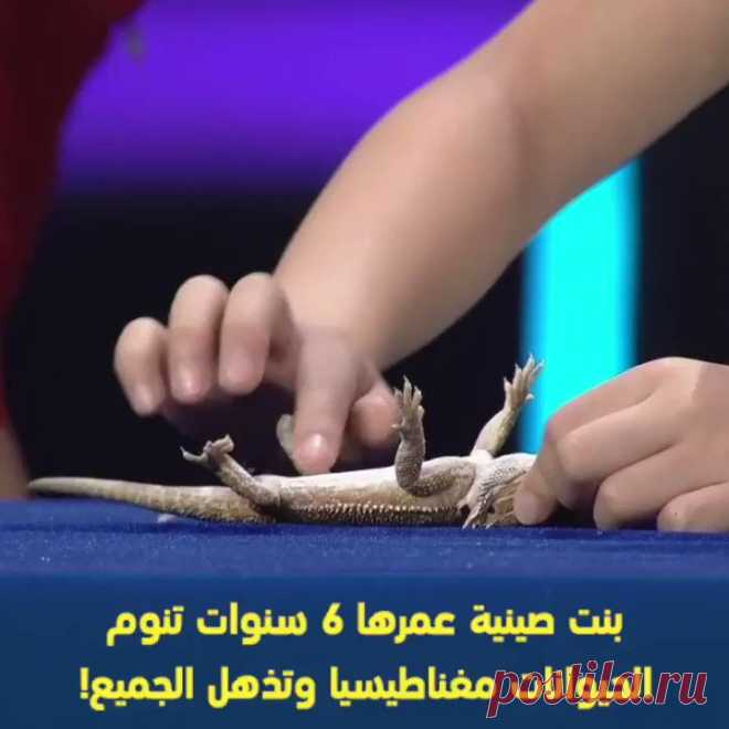 بنت صينية عمرها 6 سنوات تنوم الحيوانات مغناطيسيا وتذهل الجميع! 
