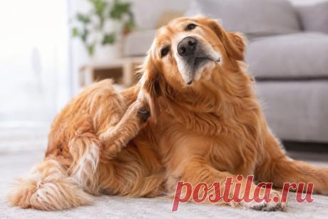 🐶 Собака постоянно чешется? Причиной могут быть паразиты, аллергия или кожная инфекция. Разбираем причины зуда, диагностику, лечение и профилактику. 🐾
#Собаки #ЗудУСобак #Ветеринария Изображение от ChatGPT