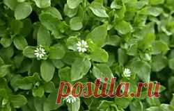 Мокрица Полезные свойства | УСПЕХ с NEWAYS