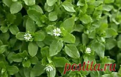 Мокрица Полезные свойства | УСПЕХ с NEWAYS