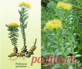 Родиола розовая (золотой корень), применение, настойка, лечение.