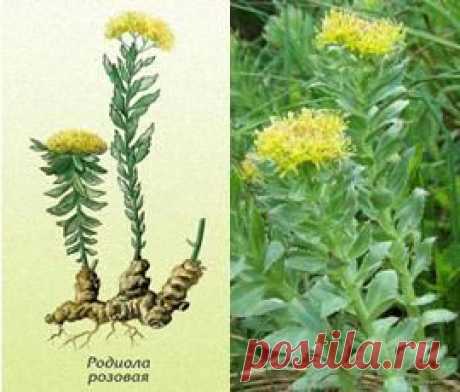 Родиола розовая (золотой корень), применение, настойка, лечение.