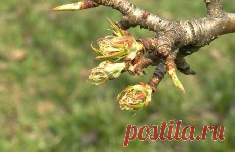 Как обрабатывать деревья, чтобы защитить их от болезней и вредителей? Рассказывает селекционер С приходом тепла и пробуждением сада оживают и проблемы: насекомые и возбудители болезней. И на первый план у тех, кто хочет получить хороший урожай, выходить уже не эстетика, а своевременная подкормка и обработка деревьев от вредителей. Если не сделать это вовремя, можно полностью лишиться урожая. 

погода,прогноз погоды,прогноз погоды на неделю,погода на неделю,погода на неделю...