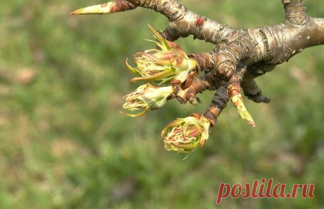 Как обрабатывать деревья, чтобы защитить их от болезней и вредителей? Рассказывает селекционер С приходом тепла и пробуждением сада оживают и проблемы: насекомые и возбудители болезней. И на первый план у тех, кто хочет получить хороший урожай, выходить уже не эстетика, а своевременная подкормка и обработка деревьев от вредителей. Если не сделать это вовремя, можно полностью лишиться урожая. 

погода,прогноз погоды,прогноз погоды на неделю,погода на неделю,погода на неделю...