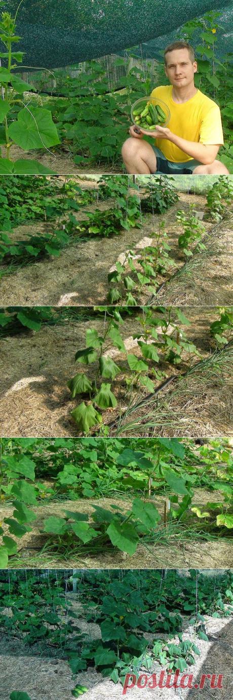 Жара и огурцы. Эффект затеняющей сетки — Ваше Плодородие