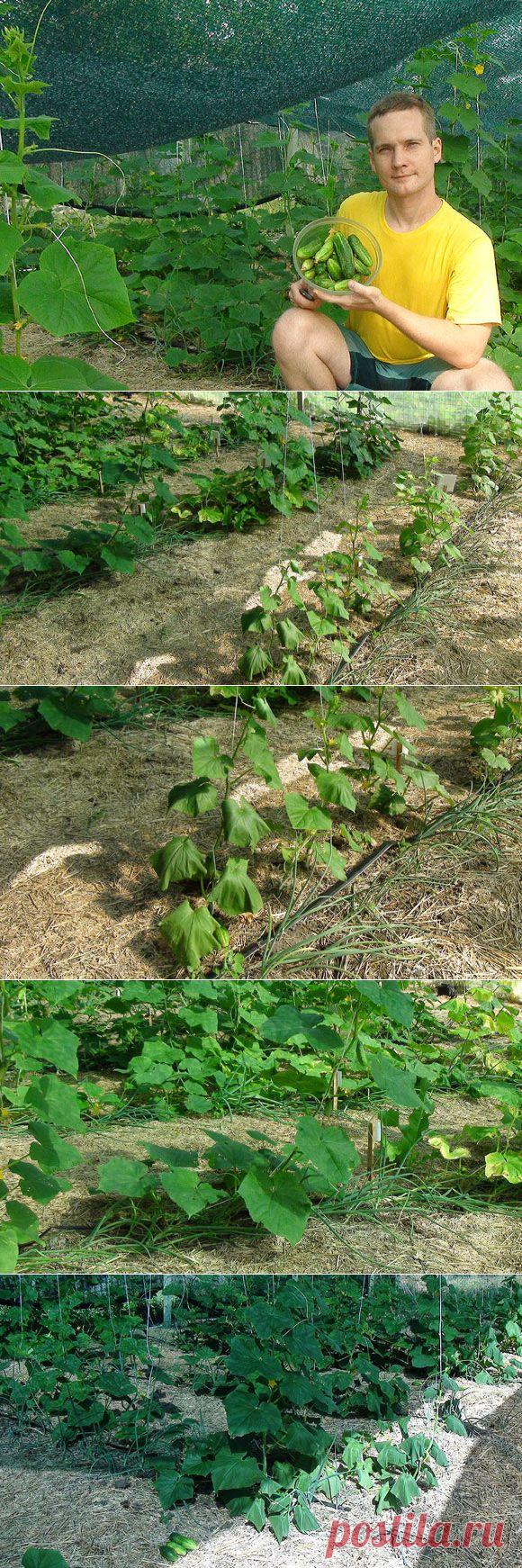 Жара и огурцы. Эффект затеняющей сетки — Ваше Плодородие