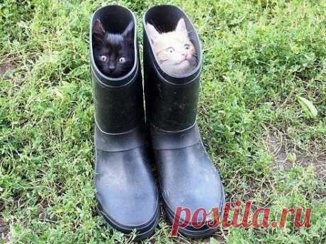 Коты в сапогах
