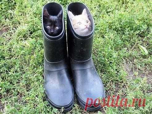 Коты в сапогах