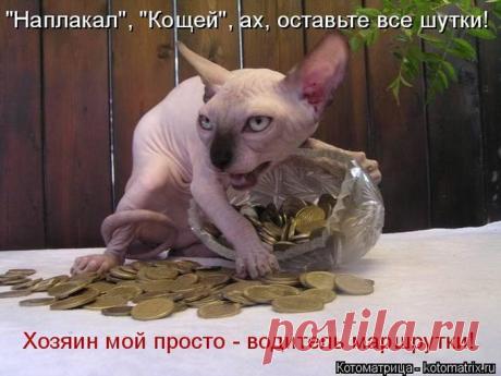 Лучшие котоматрицы недели / Питомцы