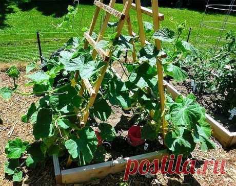 ФОРМИРОВАНИЕ ОГУРЦА, КАБАЧКА И ТЫКВЫ. ПРИЩИПЫВАНИЕ

Сформированный куст огурца на шпалере.

Прищипывание огурцов в открытом грунте

В домашних условиях огурцы лучше выращивать на шпалере или специальной сетке. Для новичков огородников очень важно знать, нужно ли проводить прищипку или нет. На вертикально расположенных побегах необходимость выполнения приема видна лучше.

Правила формирование куста огурцов:
Формирование 7-8 листьев на центральном побеге без появления боковы...