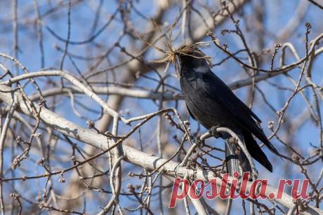 «Замаскировался!» Снимок сделал Вячеслав Сосновских: nat-geo.ru/photo/user/25186