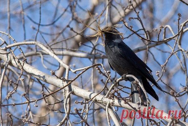 «Замаскировался!» Снимок сделал Вячеслав Сосновских: nat-geo.ru/photo/user/25186