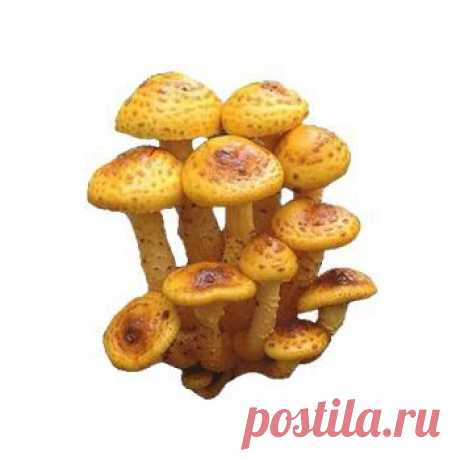 Королевские опята (Чешуйчатка золотистая) - характеристика с фото, польза и вред этих грибов