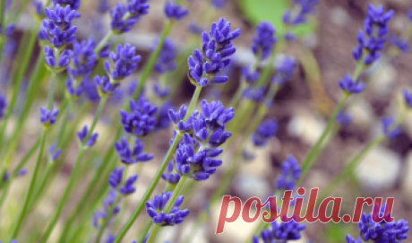 How to grow Lavender from Cuttings Instructions on how to propagate lavender from cuttings. Works for both English and French lavender and cuttings from new or semi-hard wood.