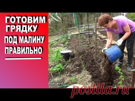 Будущий урожай малины зависит от того, как подготовить грядку под малину