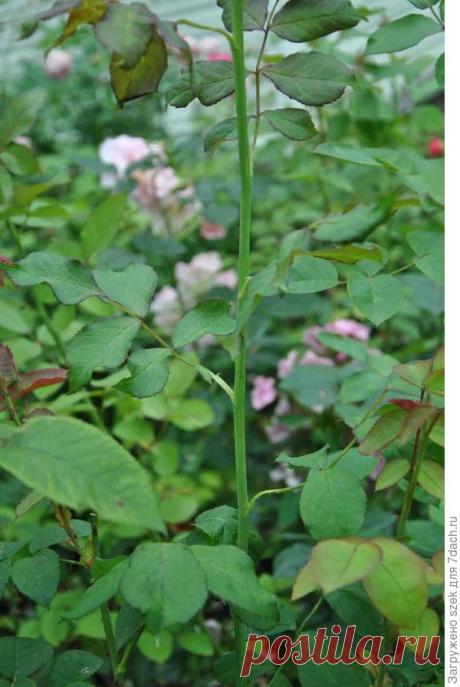 Работаем с розами осмысленно. Развенчиваем мифы. Учимся думать о последствиях и причинах. Часть первая