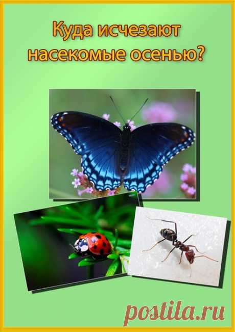 #папки@raz.deti #речь@raz.deti
 ПАПКА-ПЕРЕДВИЖКА "Куда исчезают насекомые осенью?"